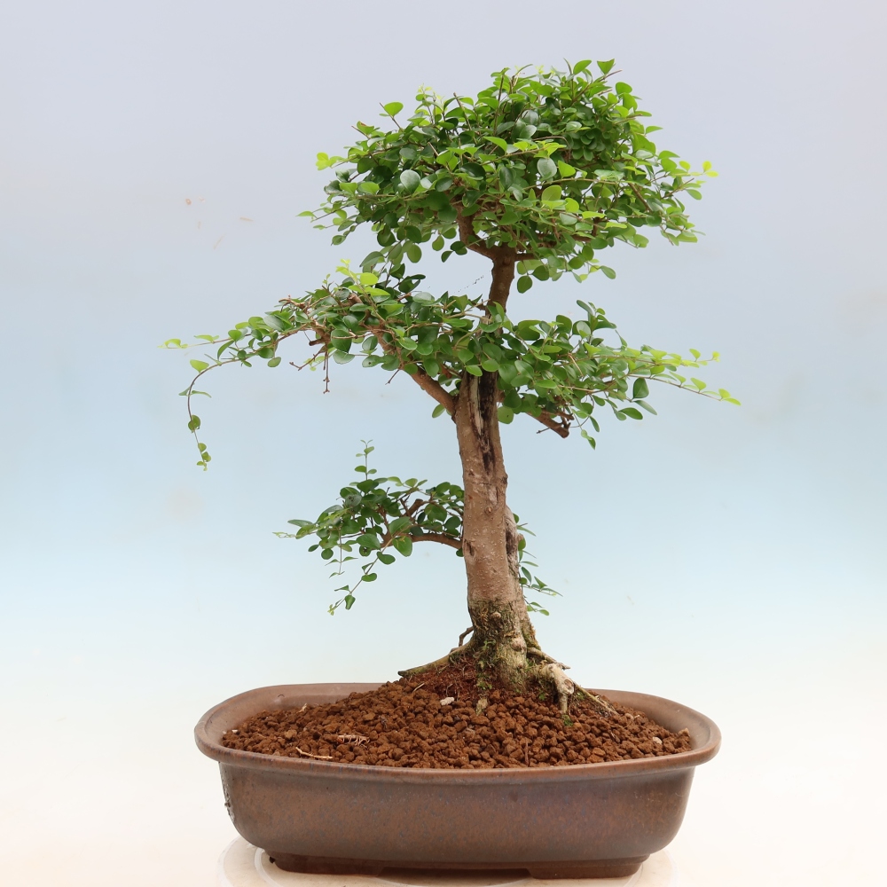 Izbový bonsaj -Ligustrum retusa - drobnolistý vtáčí zob