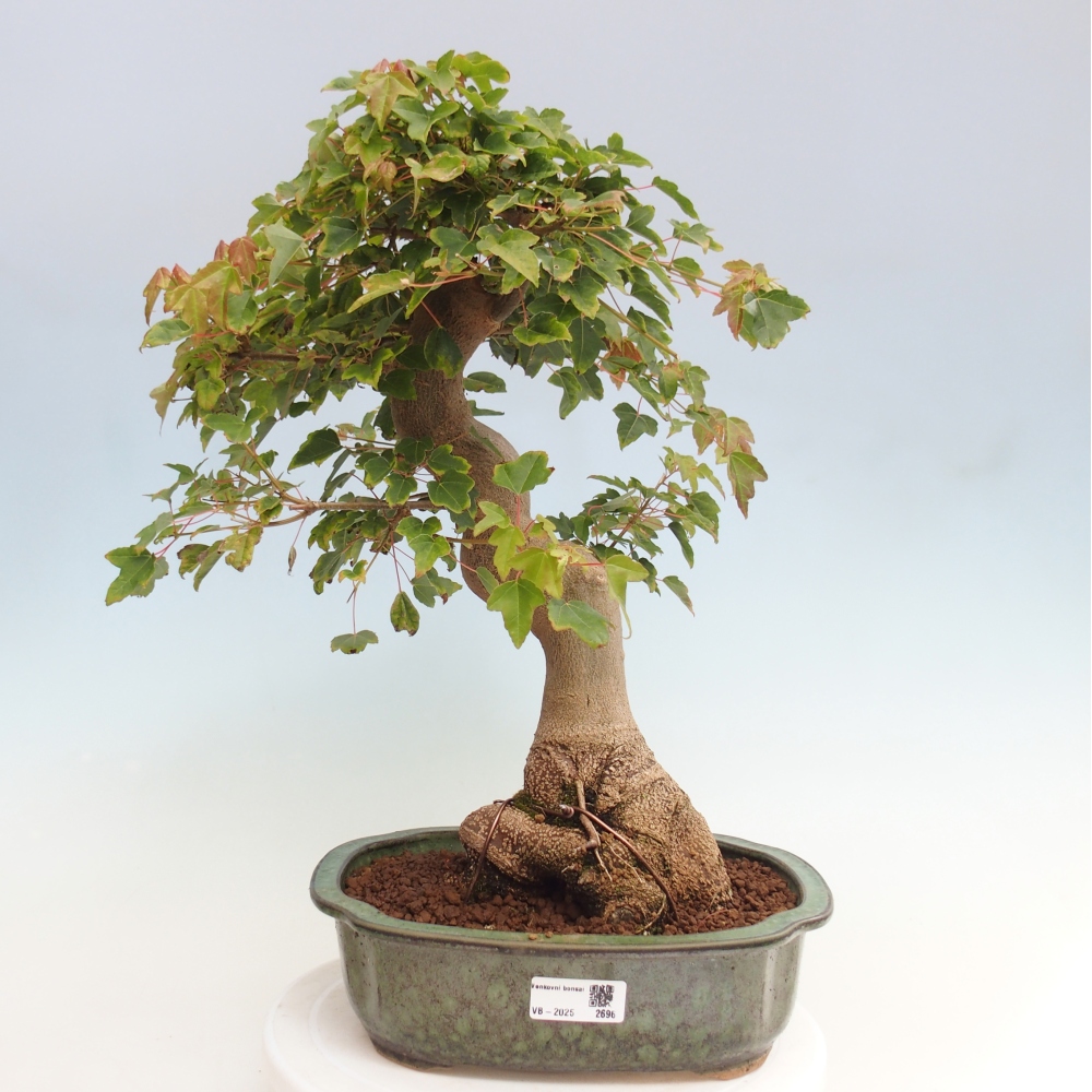 Vonkajšie bonsai - Javor Buergerianum - Javor Burgerův