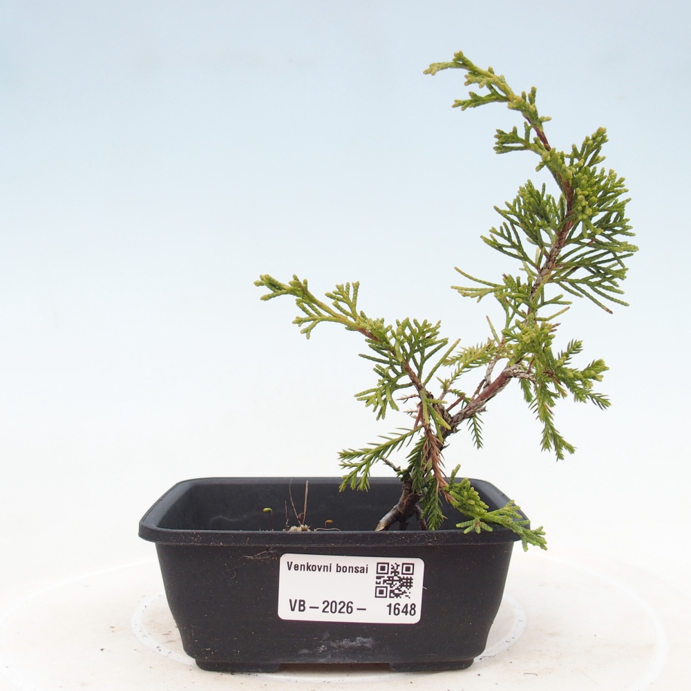 Vonkajší bonsaj - Juniperus chinensis Itoigawa