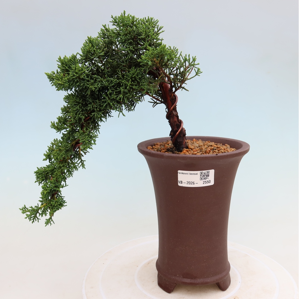Vonkajší bonsaj - Juniperus chinensis Kishu