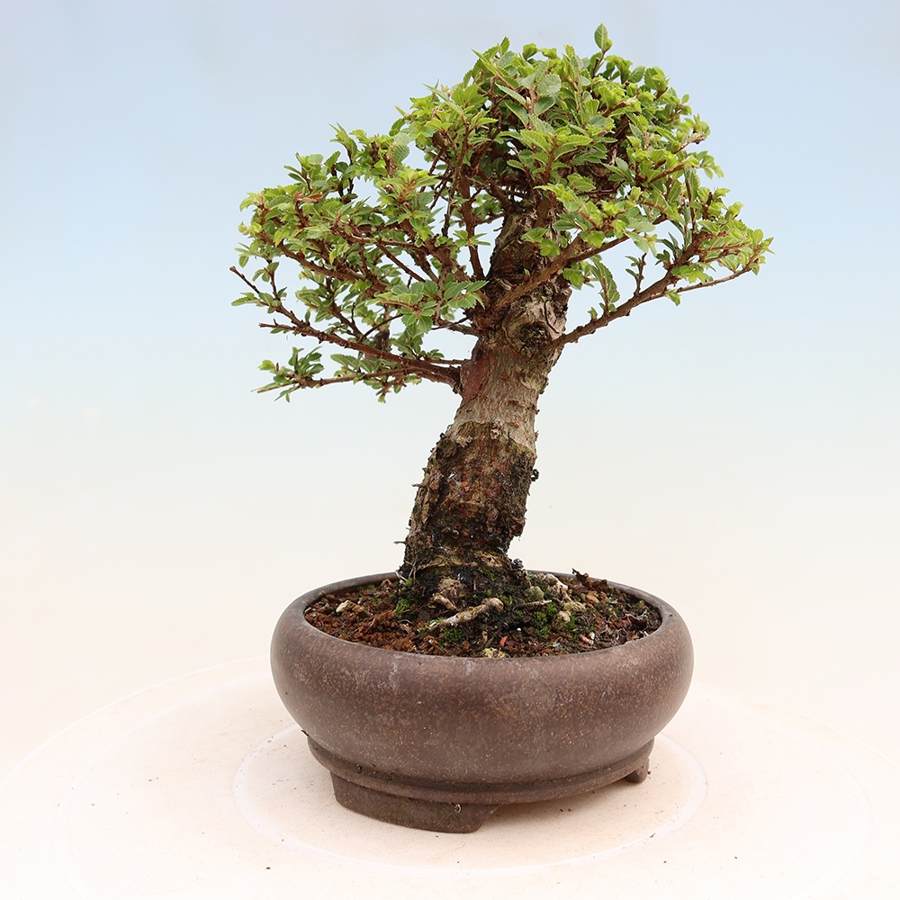 Vonkajší bonsai – Ulmus parvifolia Sagei – javor malolistý