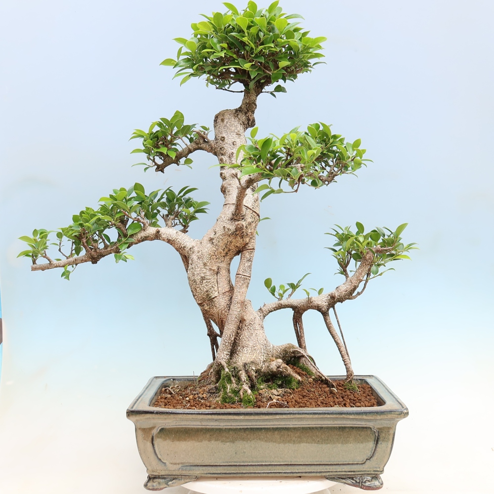 Izbové bonsaje - Ficus kimmen - drobnolistý fikus