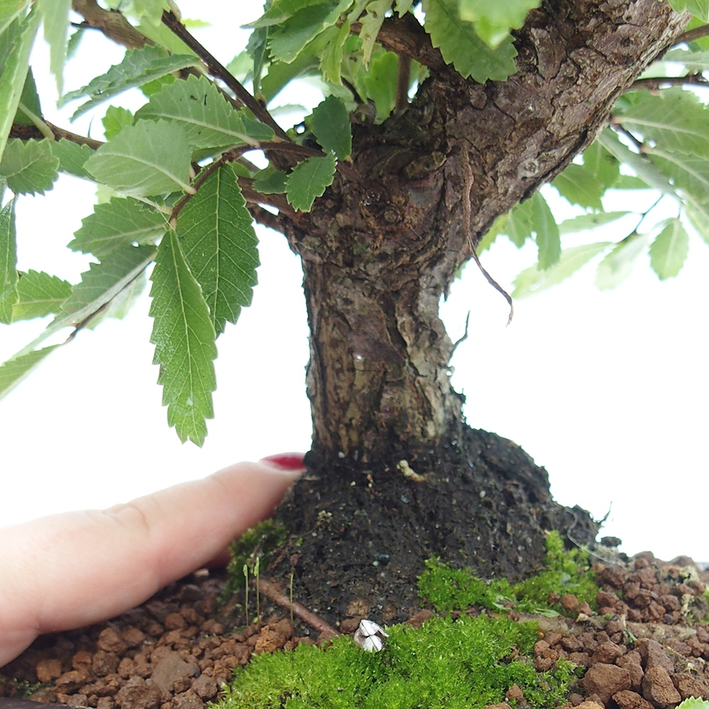 Vonkajšie bonsaje - Zelkova - Zelkova NIRE