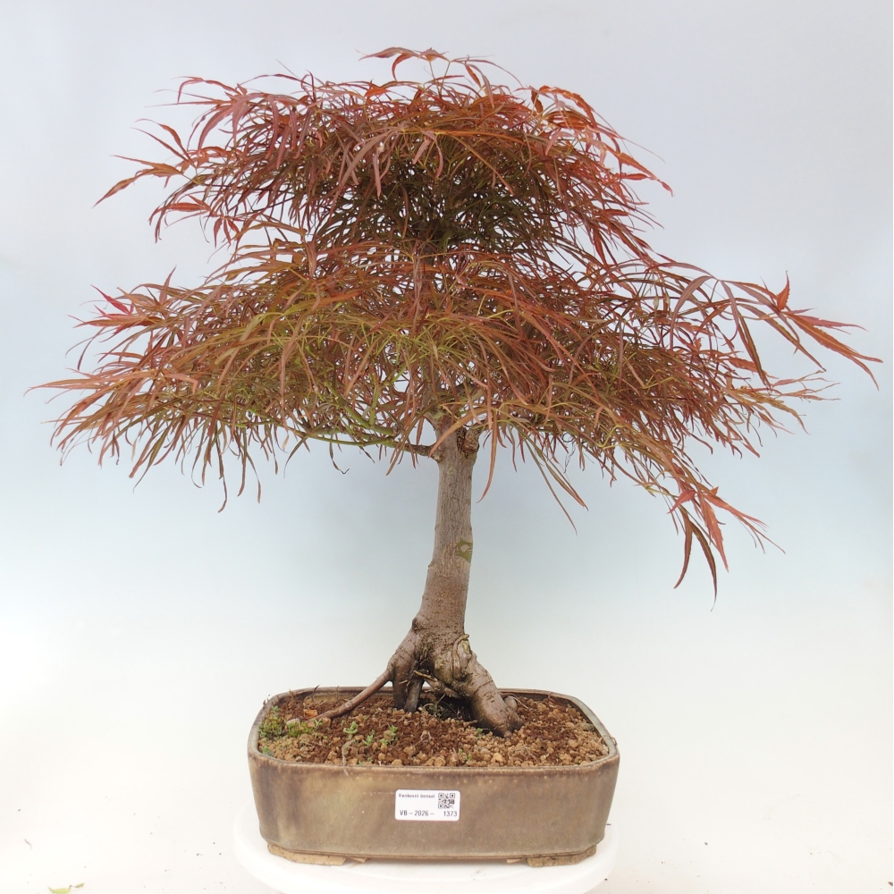 Vonkajší bonsaj - Acer palmatum RED PYGMY