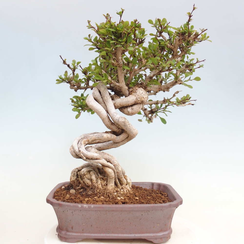 Vonkajšie bonsaje - Berberis coreana
