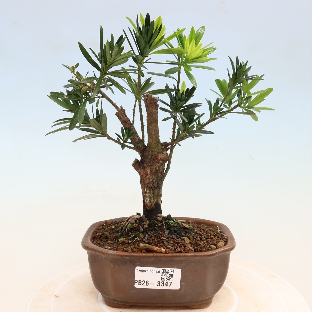 Izbové bonsaje - Podocarpus - Kamenný tis