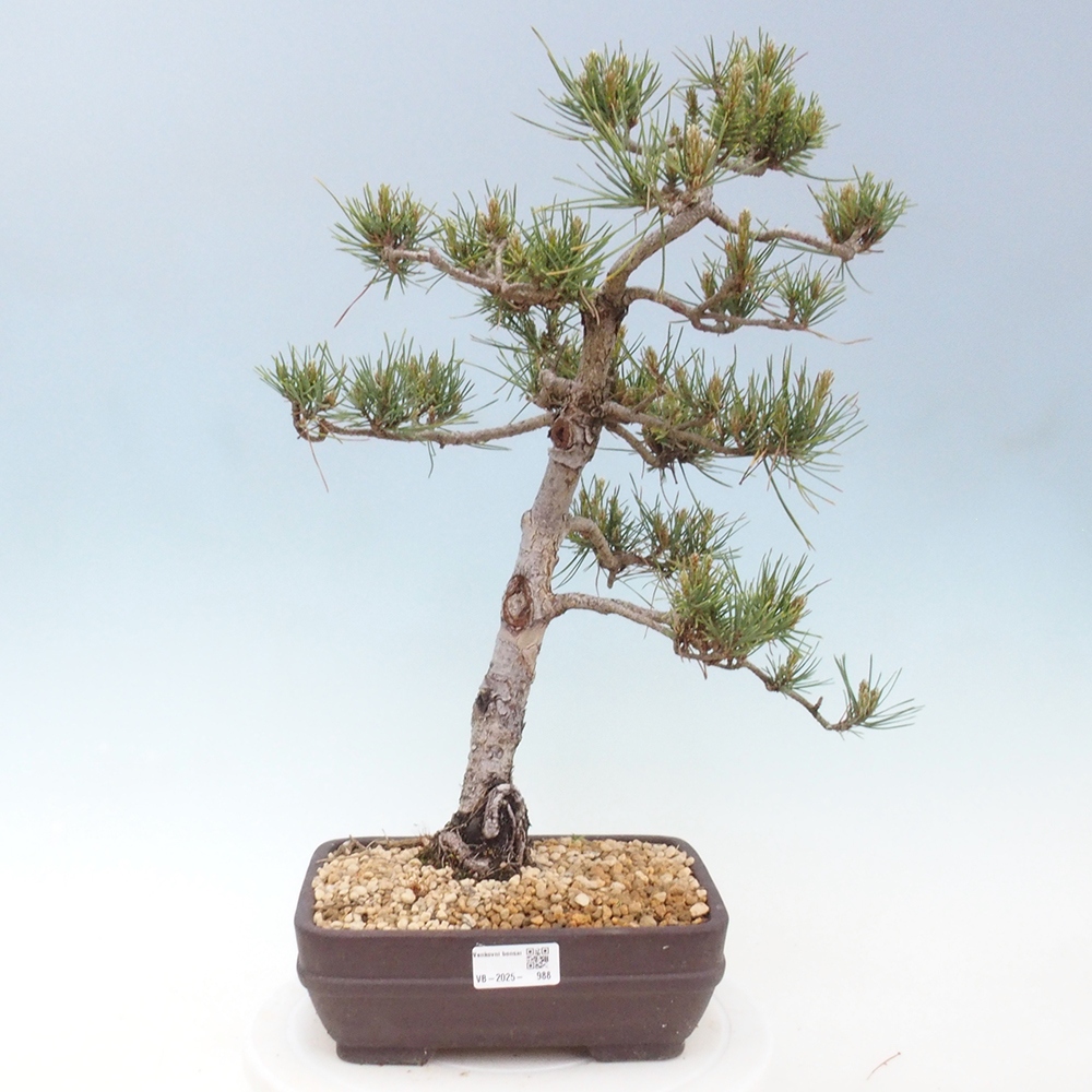Vonkajšie bonsai - Pinus Sylvestris - Borovica lesná