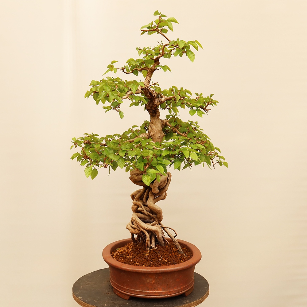 Vonkajší bonsai -Carpinus Coreana - Hrab kórejský