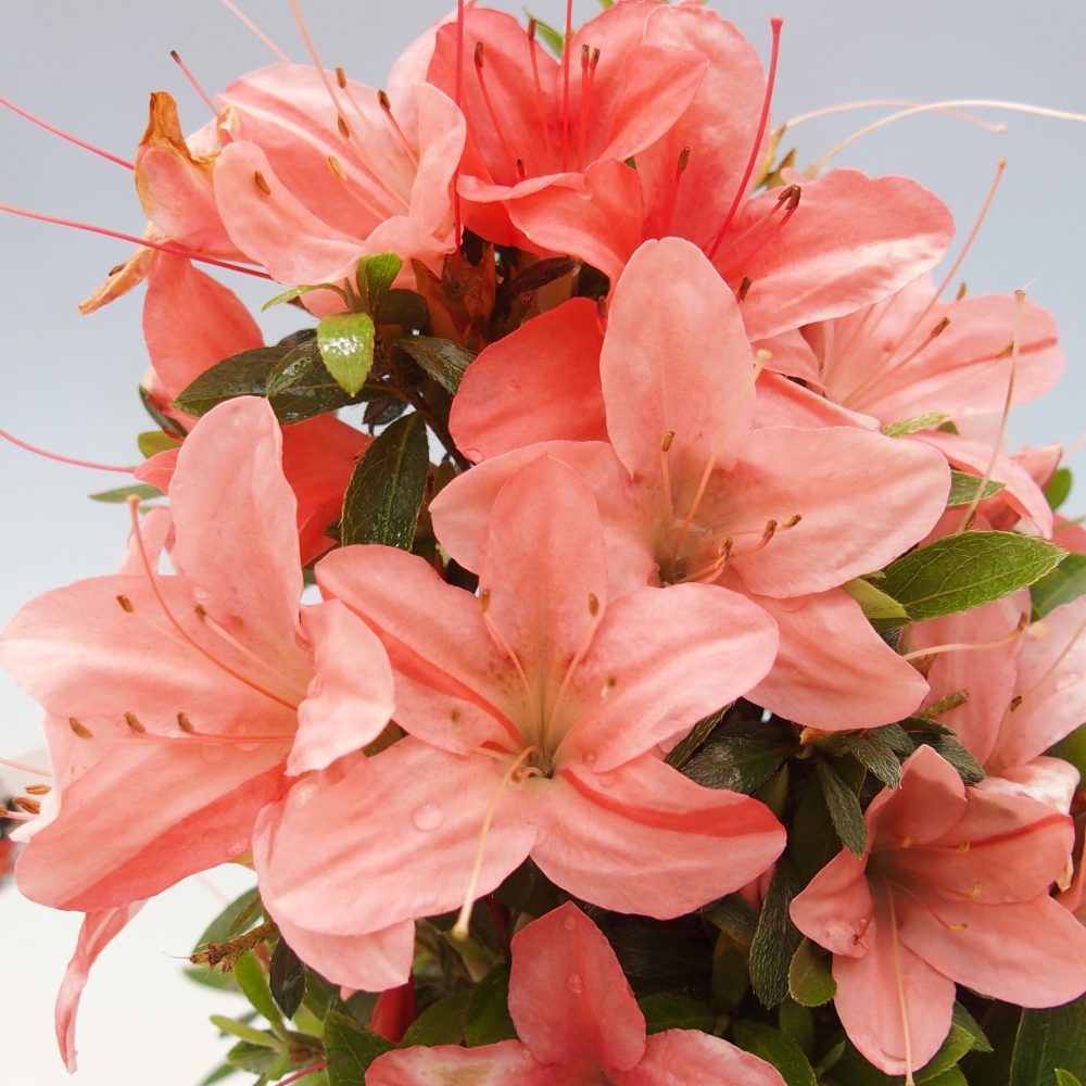 Vonkajší bonsai - Japonská azalka -  Azalea Nikko