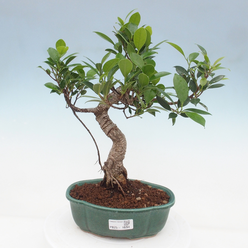Izbová bonsai - Ficus retusa - malolistá fikus