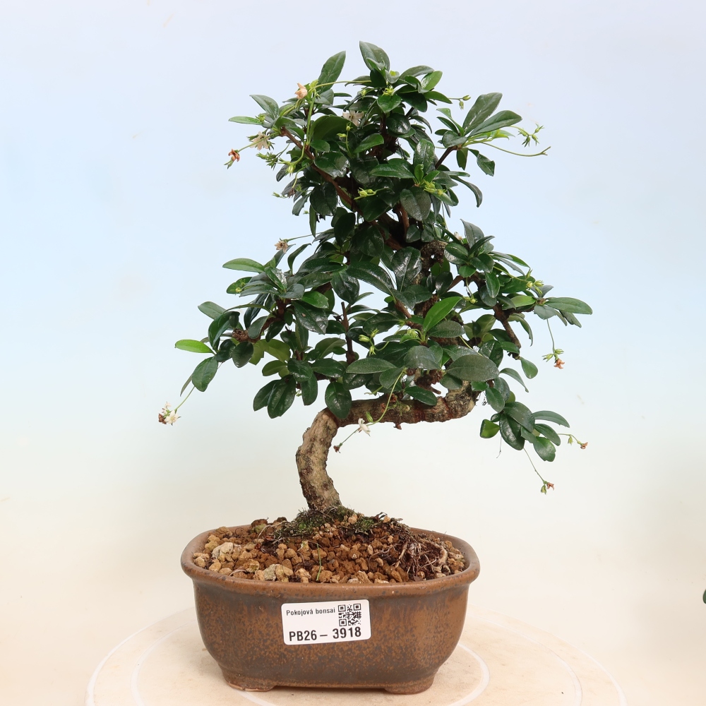 Izbové bonsaje - Carmona macrophylla - Tea fuki