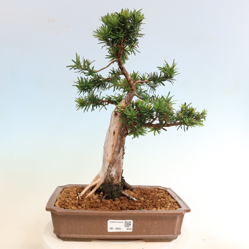 Vonkajší bonsai – Taxus cuspidata – japonský tis