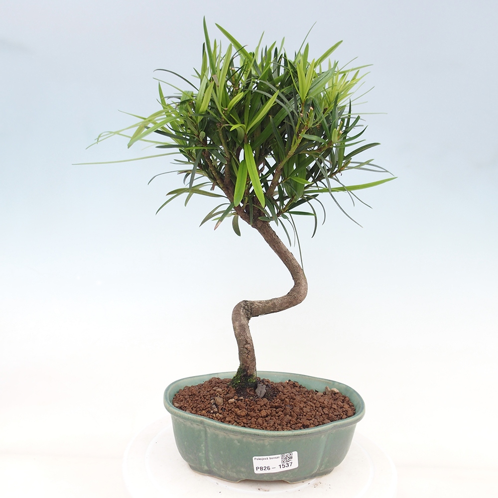 Izbové bonsaje - Podocarpus - Kamenný tis