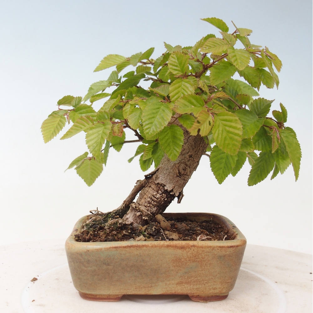 Vonkajšie bonsaje -Carpinus CARPINOIDES - Hrab kórejský