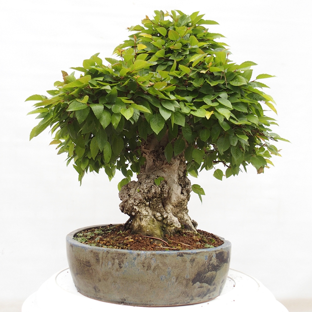 Vonkajší bonsai -Carpinus CARPINOIDES - Hrab kórejský