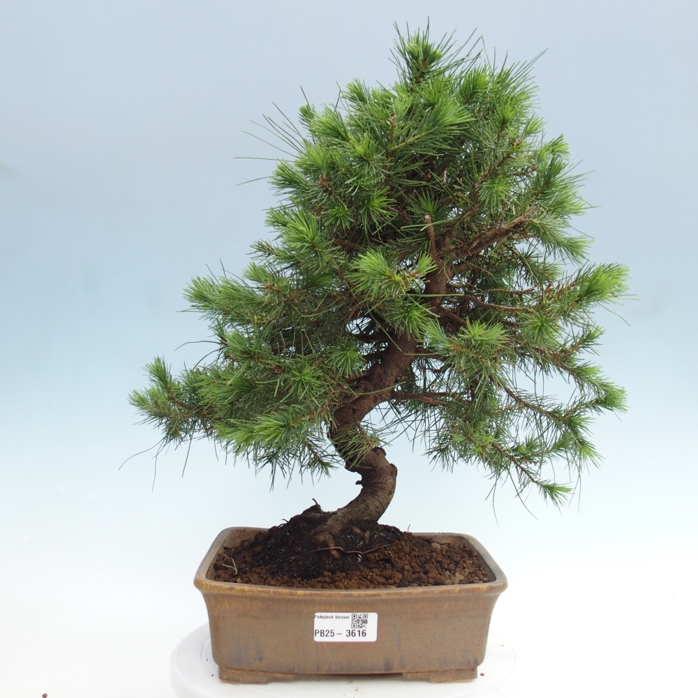 Izbový bonsaj - Pinus halepensis - Borovica aleppská