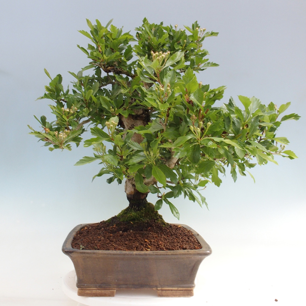 Vonkajší bonsai - Hloh klinovitý - Crataegus cuneata