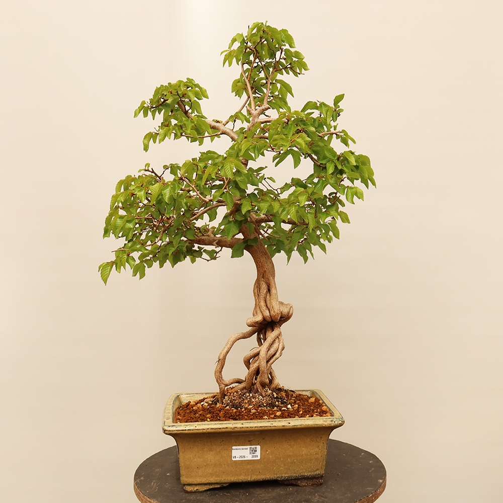 Vonkajší bonsai -Carpinus Coreana - Hrab kórejský