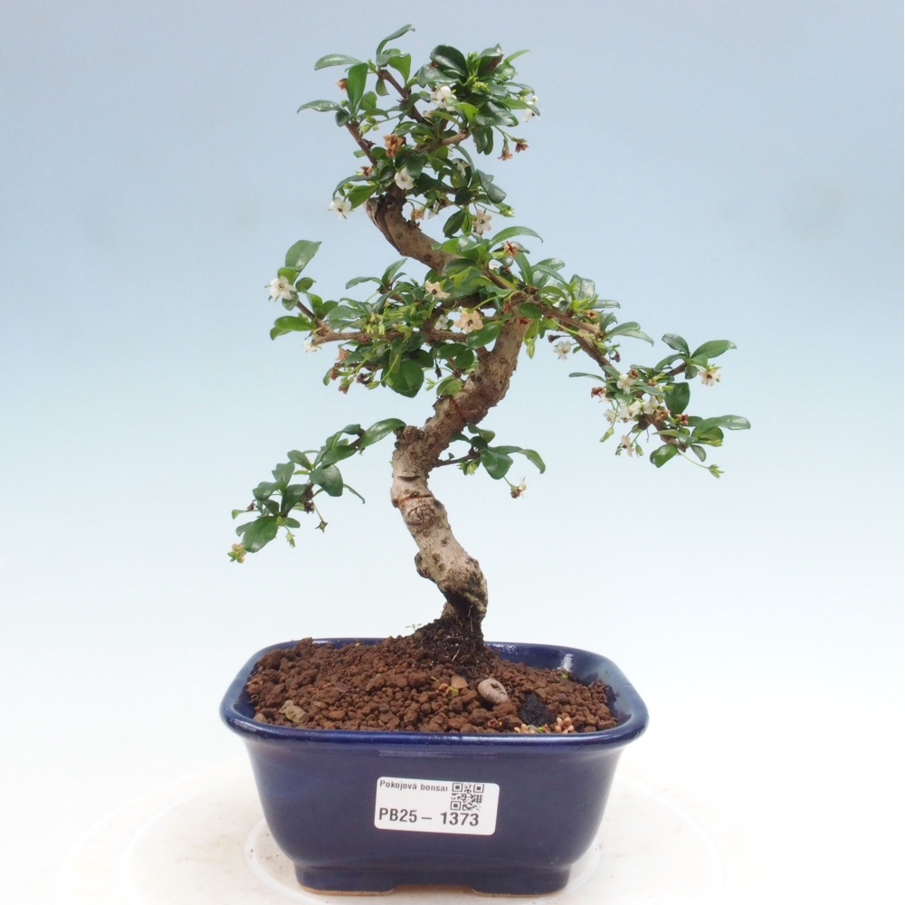 Izbová bonsai - Carmona macrophylla - Čaj fuki