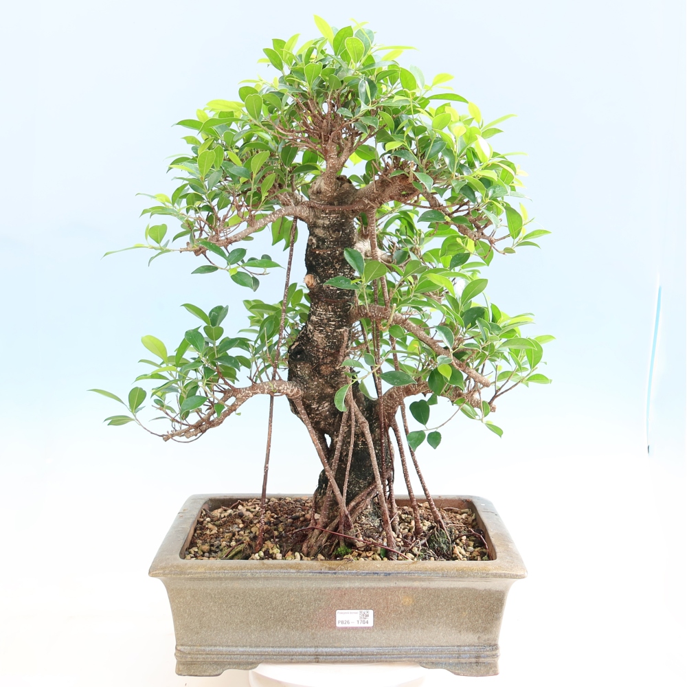 Izbové bonsaje - Ficus kimmen - drobnolistý fikus