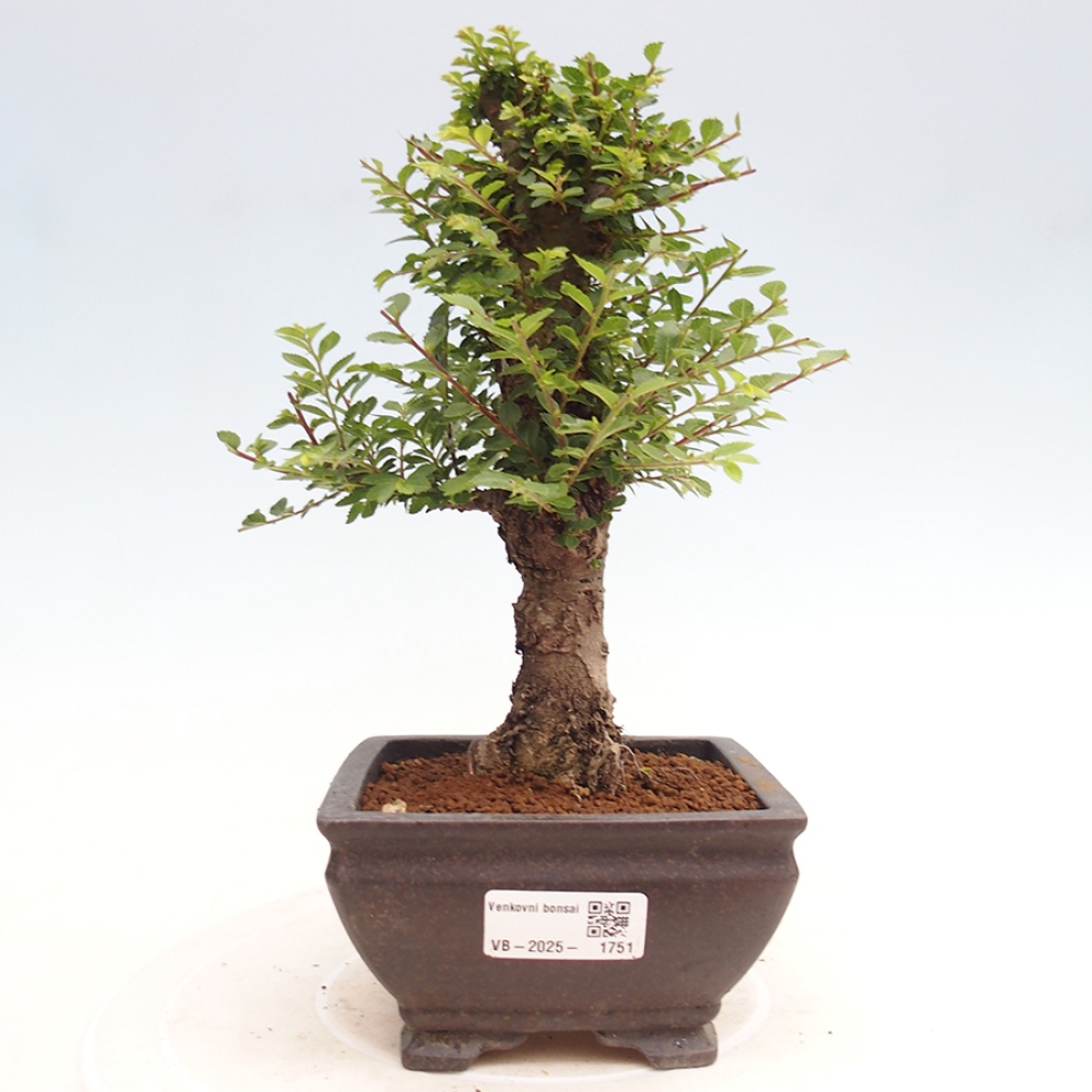 Vonkajší bonsai - Ulmus parvifolia Hokkaido - brest Činski