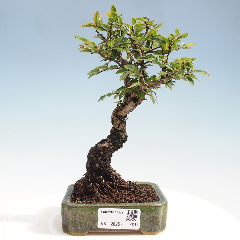 Vonkajšie bonsai - Zelkova - Zelkova Nirom