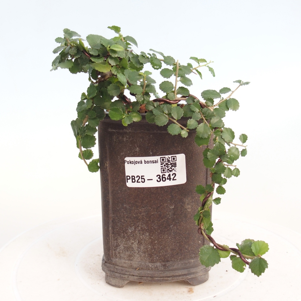 Izbový bonsaj - Grewia sp. - Grewia malafolia