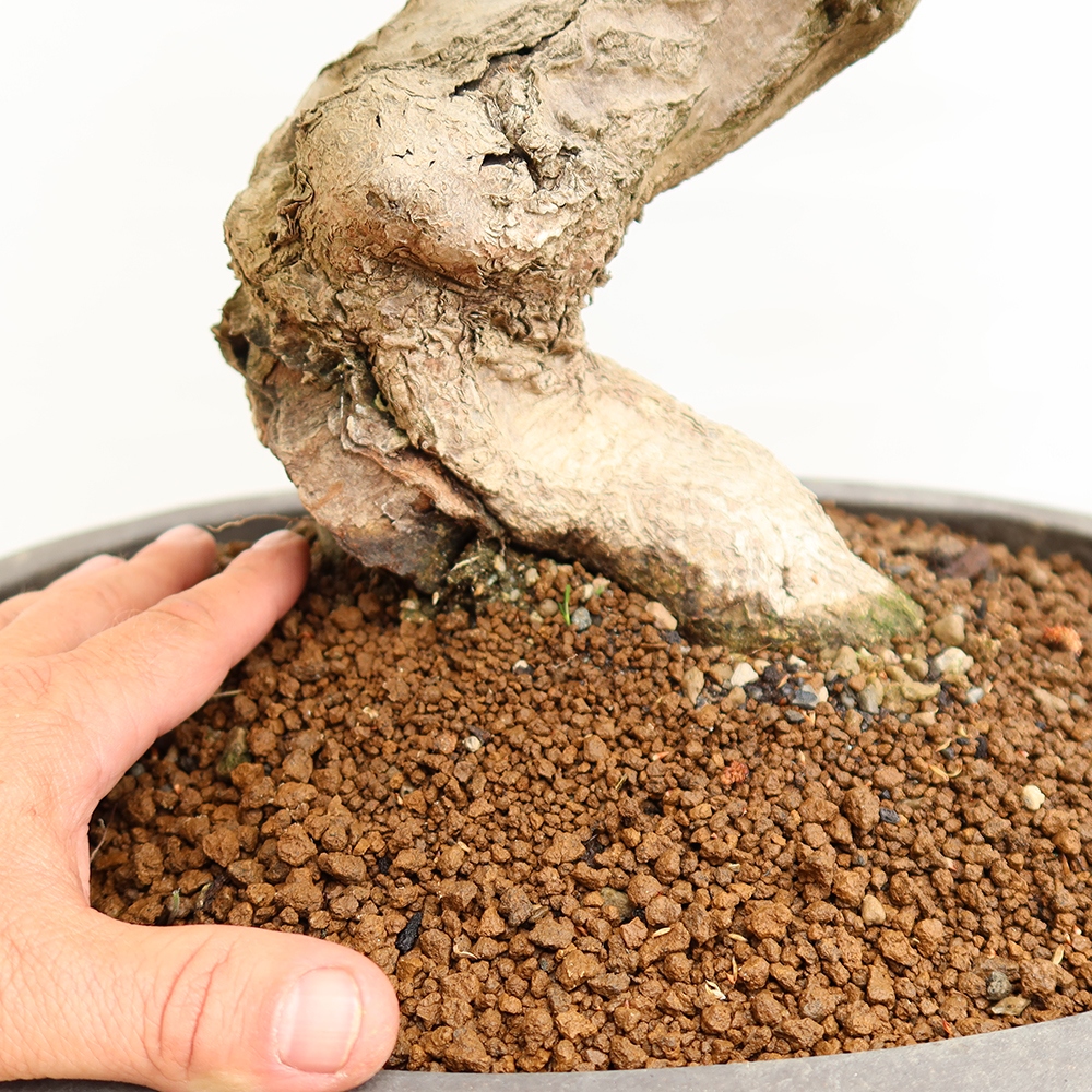 Vonkajší bonsai -Carpinus Coreana - Hrab kórejský