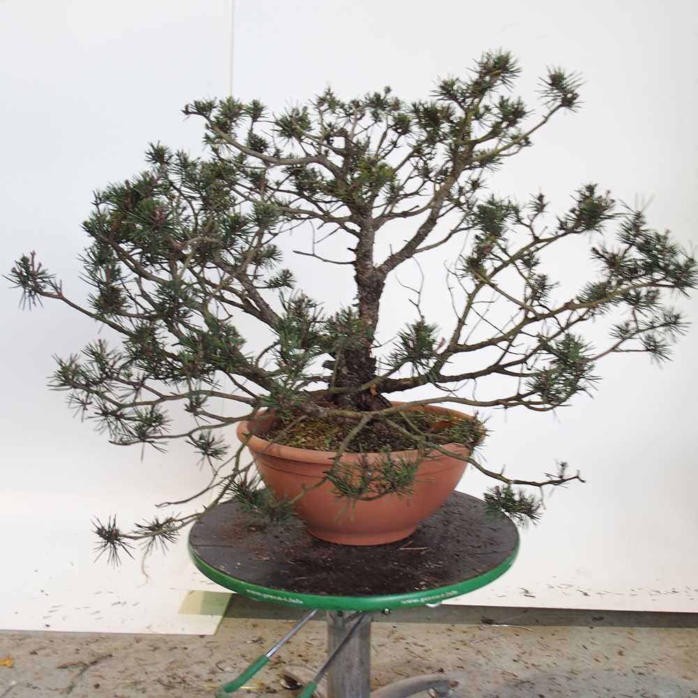 Yamadori - Pinus sylvestris Španielsko
