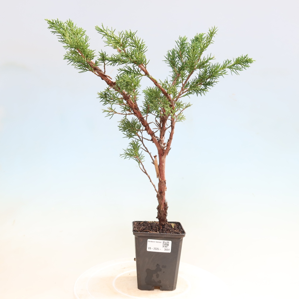 Vonkajší bonsaj - Juniperus chinensis Kishu