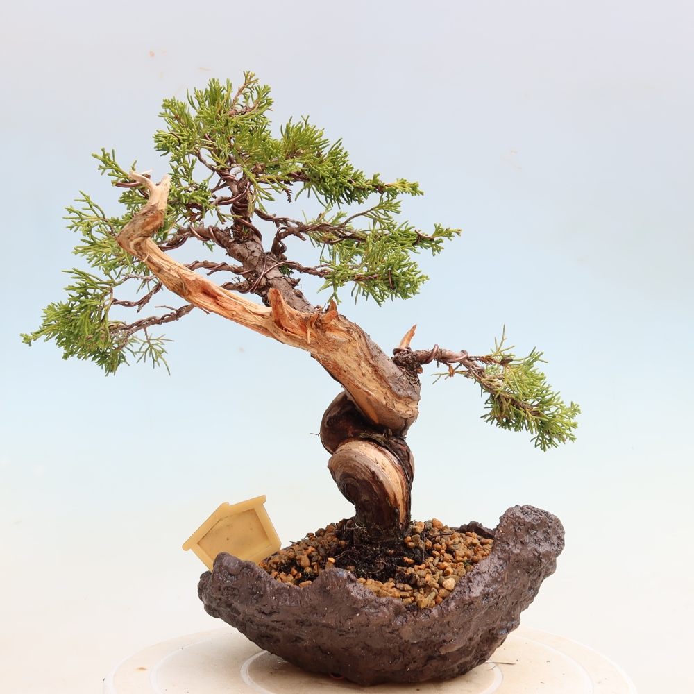 Vonkajší bonsai – Juniperus chinensis Itoigawa – čínsky jalovec