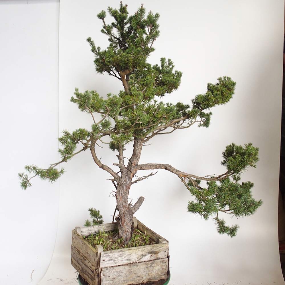 Yamadori - Pinus sylvestris Španielsko