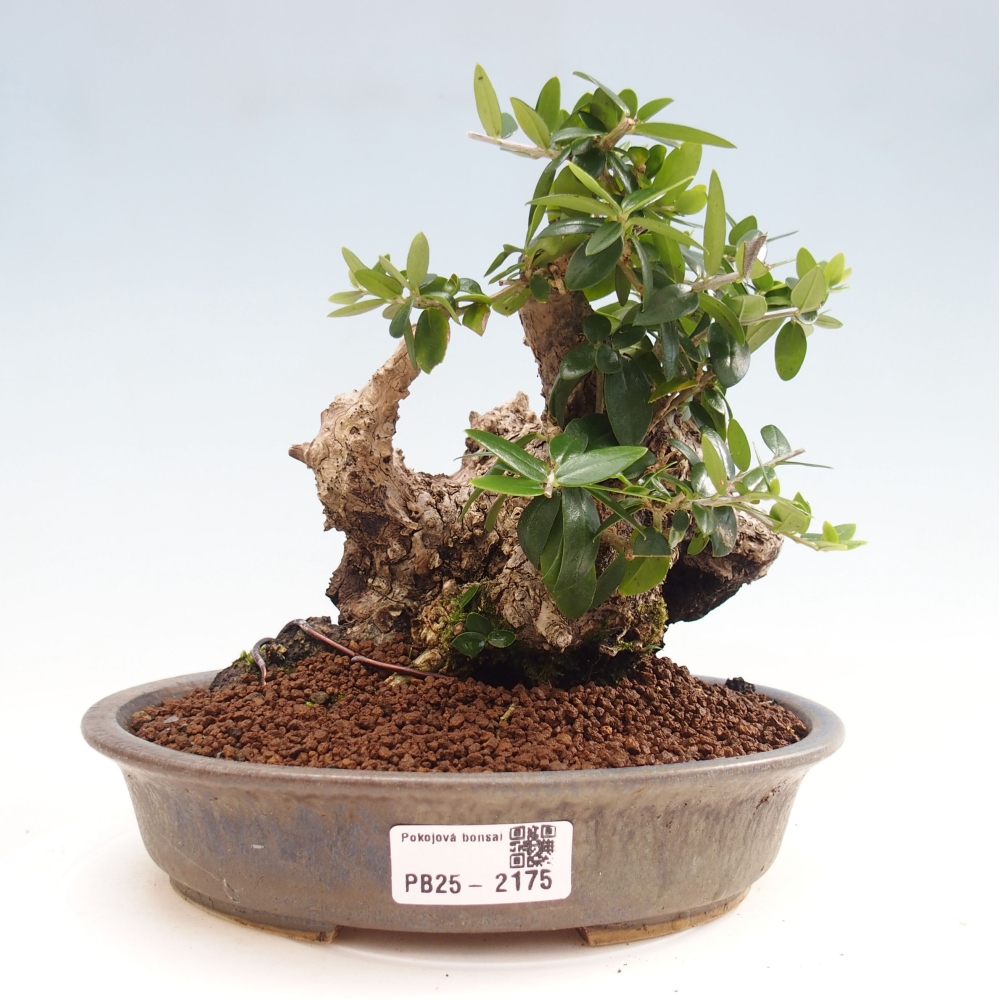 Izbová bonsai - Olea europaea sylvestris -Oliva evropská drobnolistá