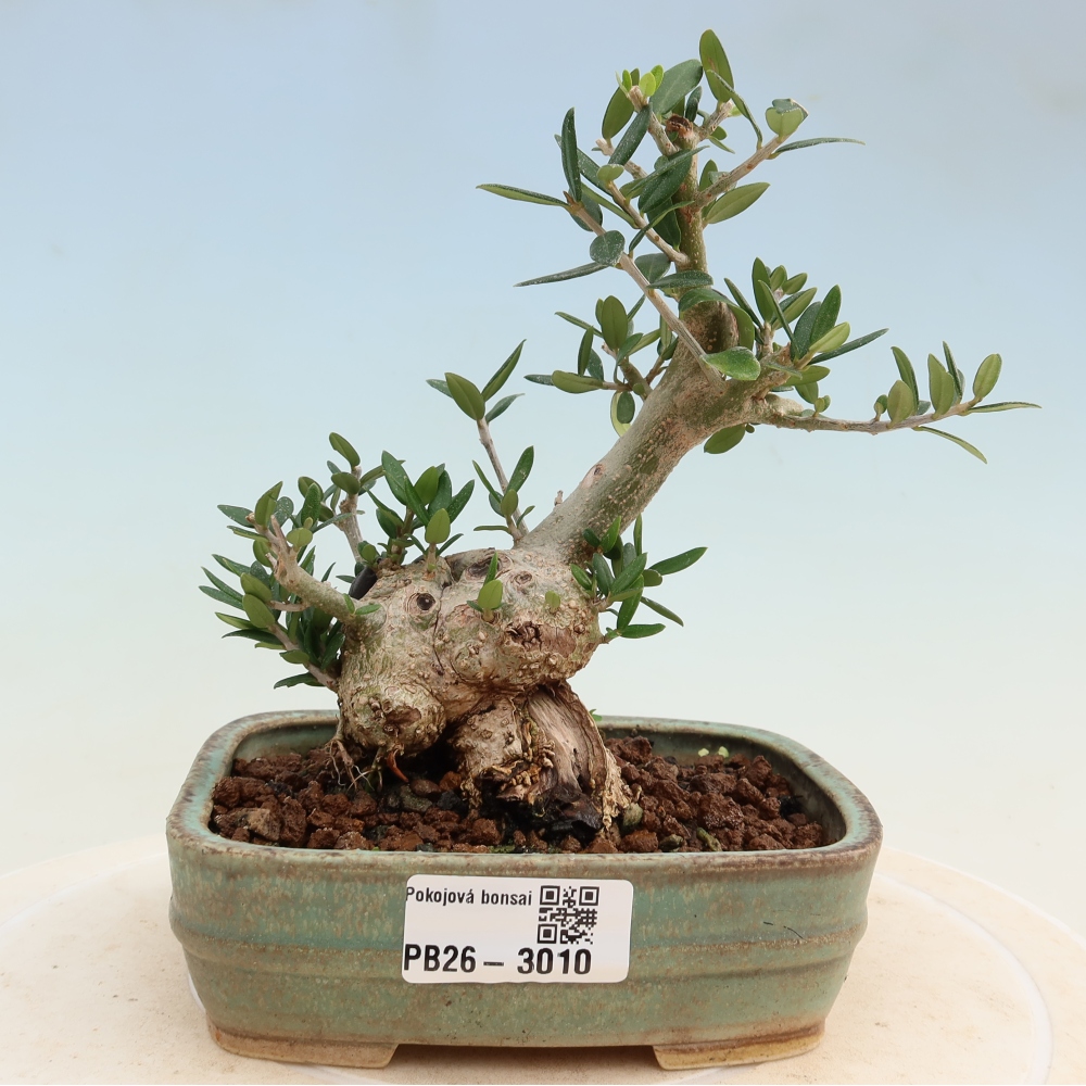 Izbový bonsaj - Olea europaea sylvestris