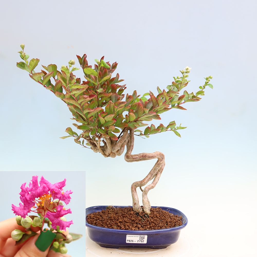 Izba bonsai – Lagerstroemia indica – indický orgován