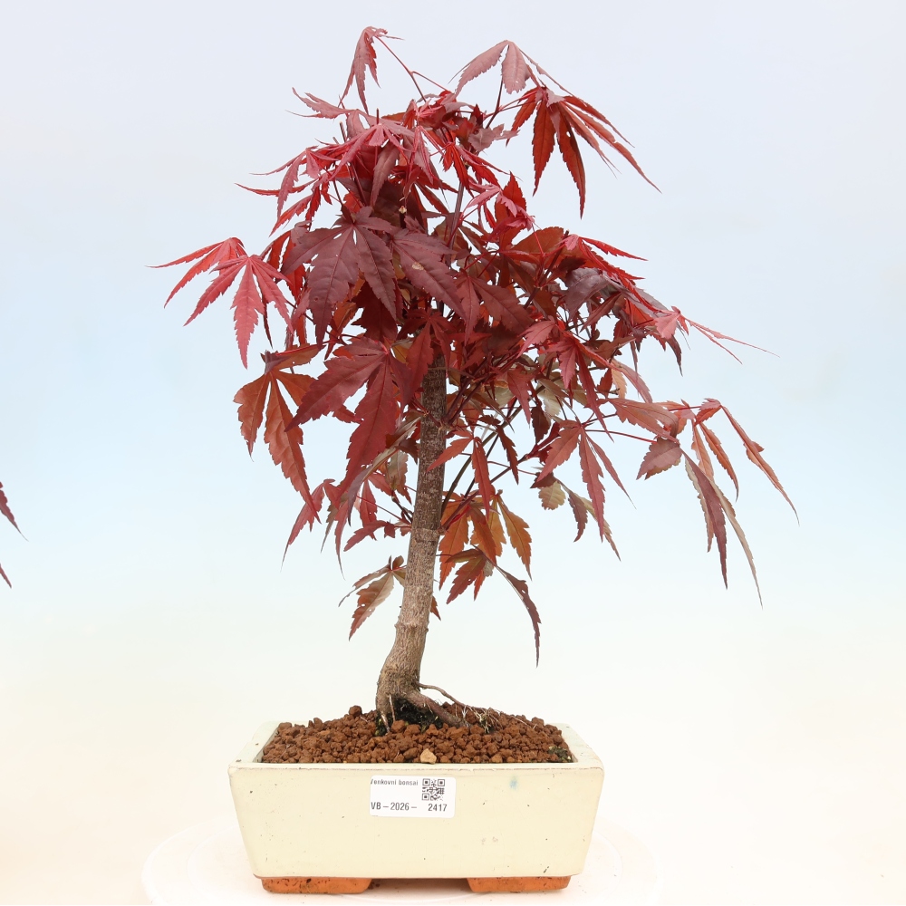 Vonkajšia bonsaj - palma Acer. Atropurpureum-Javor palmový