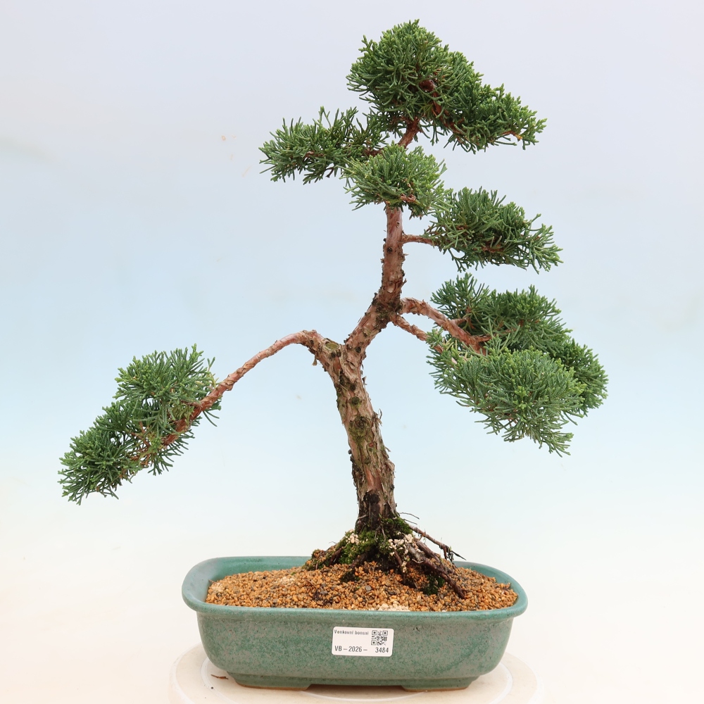 Vonkajší bonsaj - Juniperus chinensis Kishu