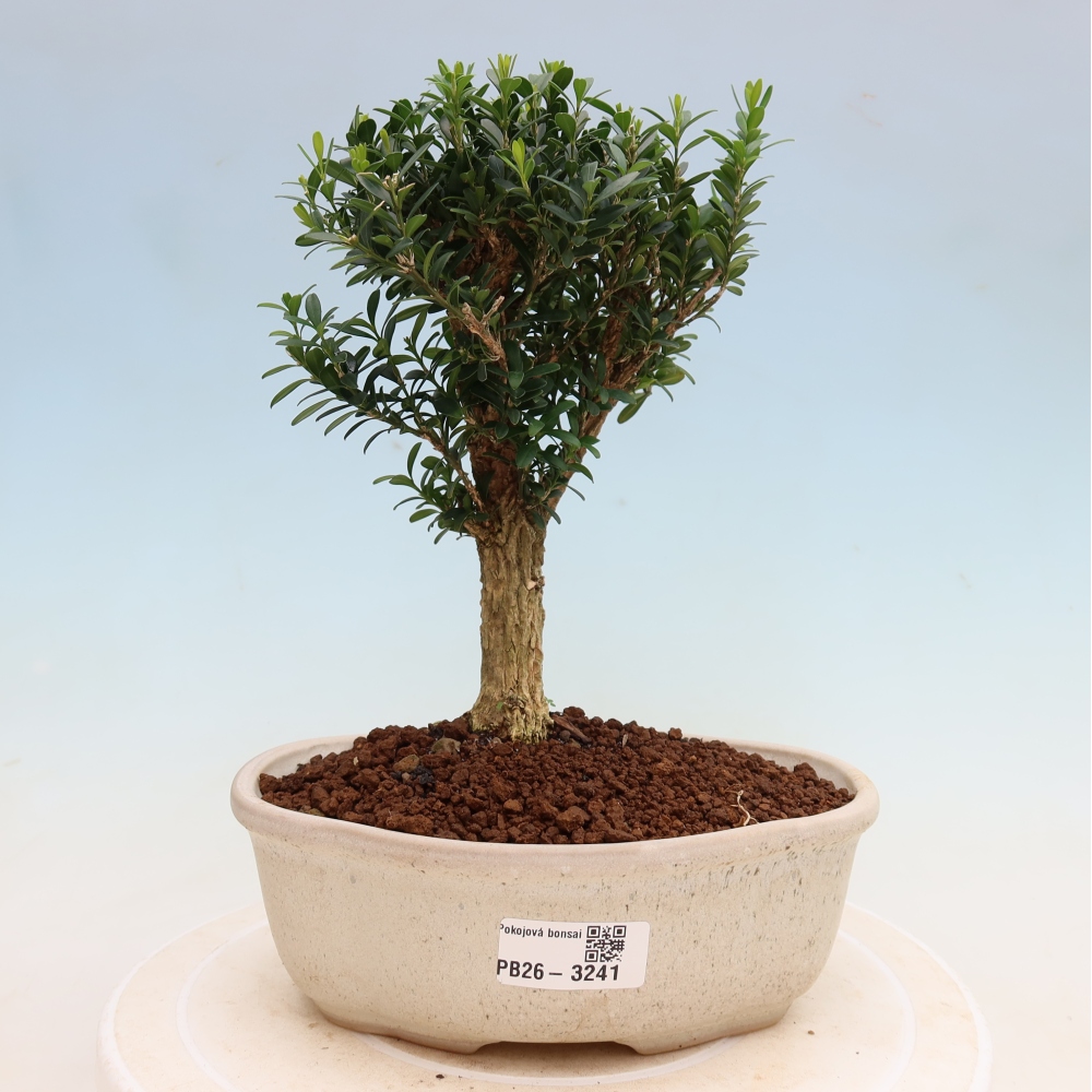 Izbové bonsaje - Buxus harlandii - korkový buxus