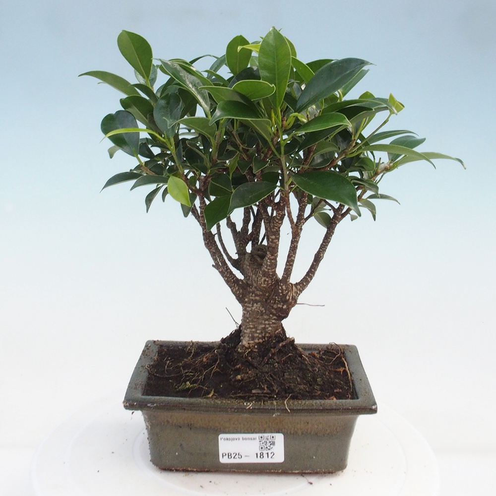 Izbová bonsai - Ficus retusa - malolistý fikus
