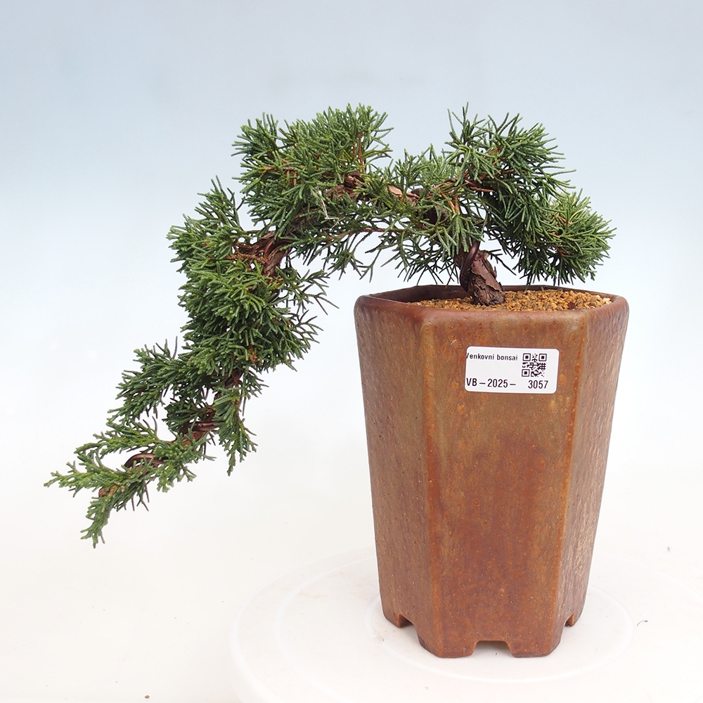 Vonkajší bonsai - Juniperus chinensis Kishu -Jalovec čínsky
