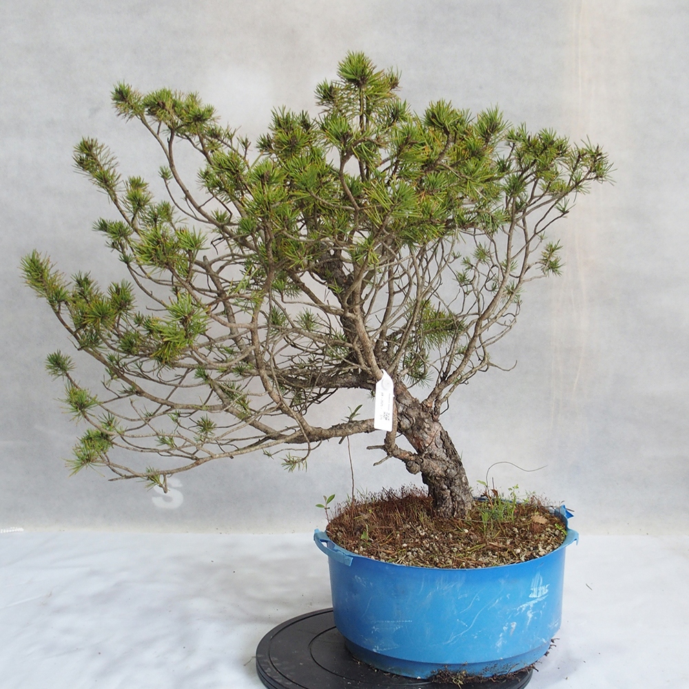 Yamadori - Pinus sylvestris 
