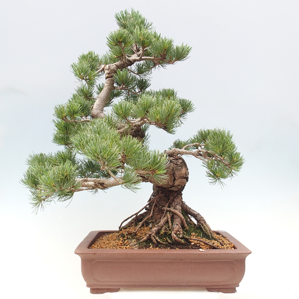 Vonkajšie bonsaje - Pinus parviflora - Pinus parviflora