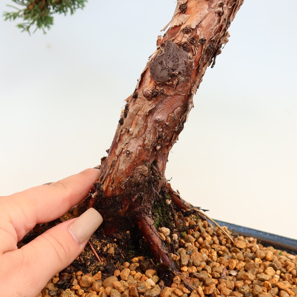 Vonkajší bonsaj - Juniperus chinensis Kishu