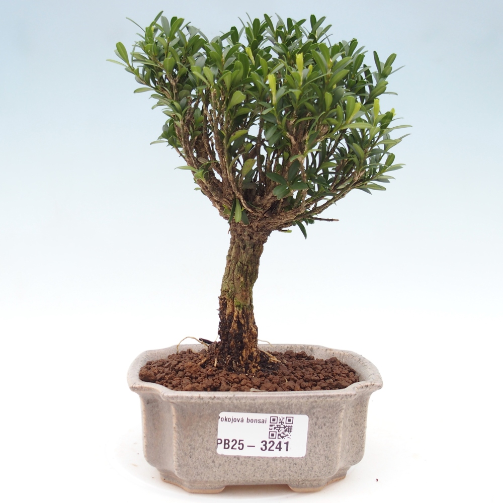 Izbová bonsai - Buxus harlandii -korkový buxus