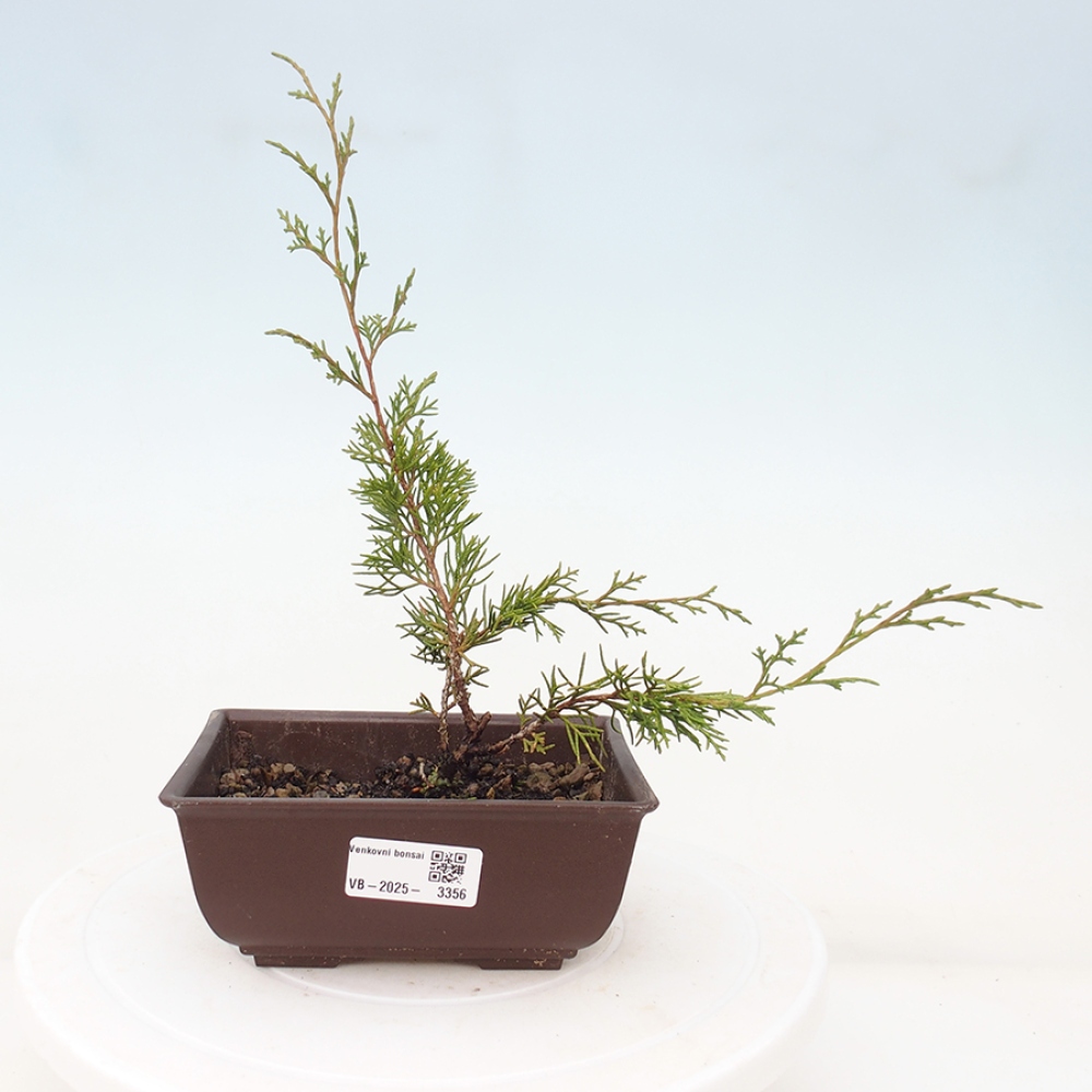 Vonkajší bonsai - Juniperus chinensis Itoigawa -Jalovec čínsky