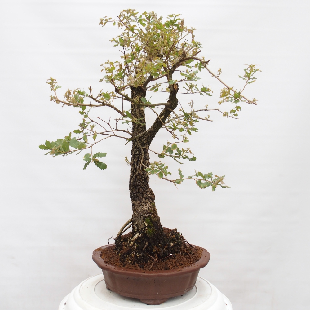 Yamadori - Quercus Ilex -Dub cezmínovitý