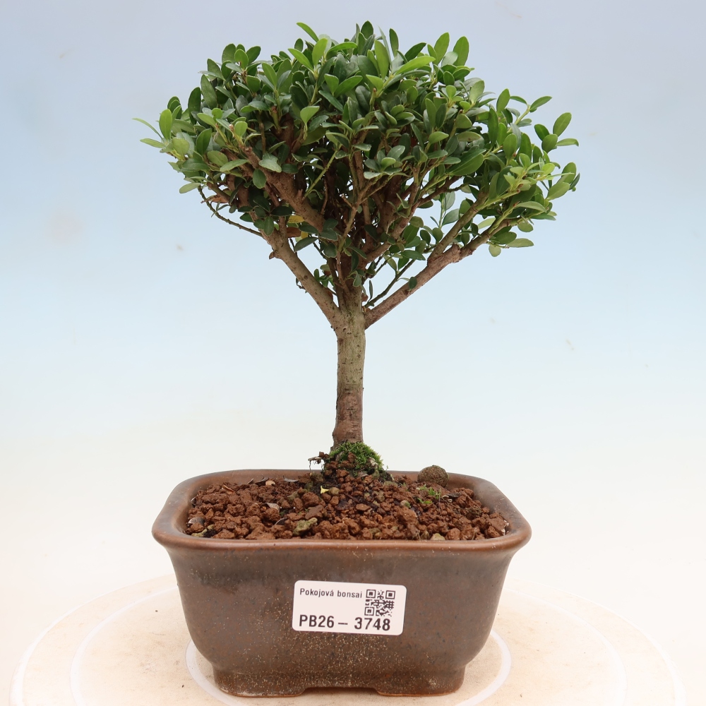 Izbový bonsaj - Ilex crenata - Cesmína