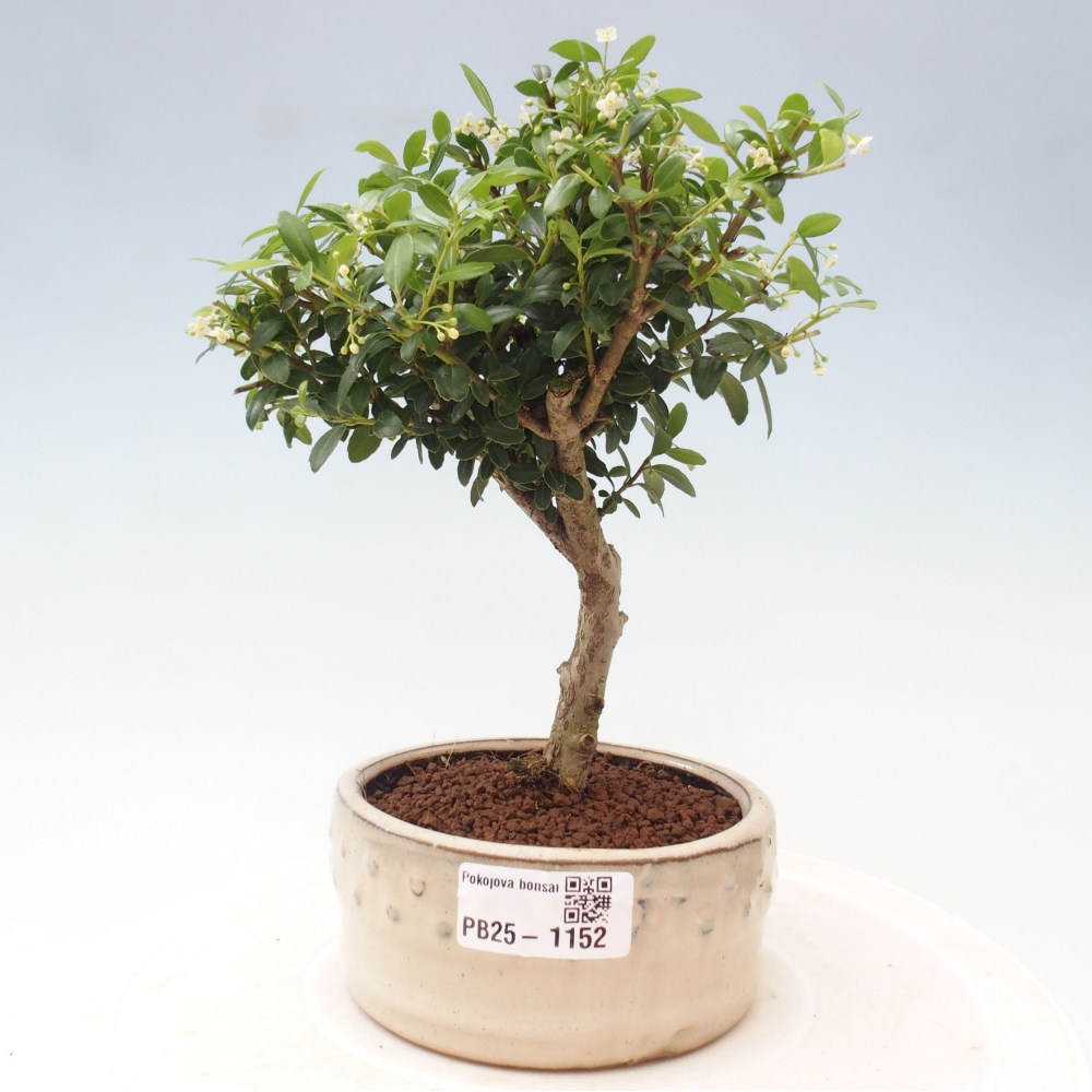 Izbová bonsai - Ilex crenata - Cezmína