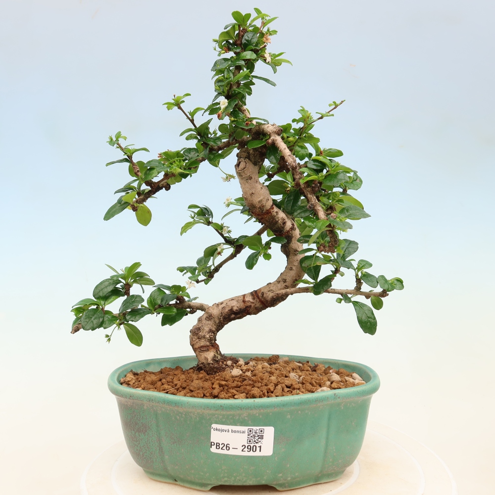 Izbové bonsaje - Carmona macrophylla - Tea fuki
