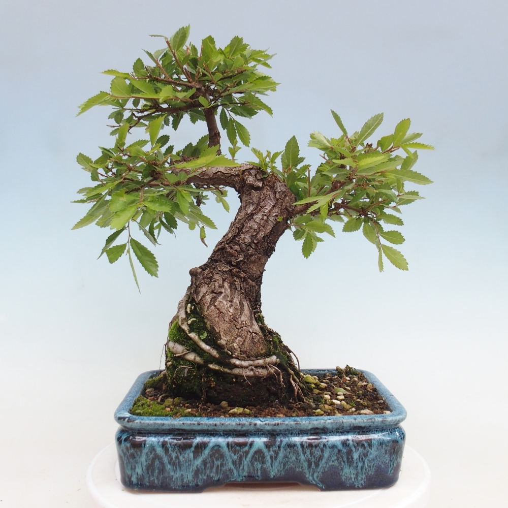 Vonkajšie bonsaje - Zelkova - Zelkova NIRE